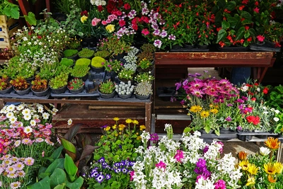 Eventi e fiere - Vivai Il pollice Verde, Asti