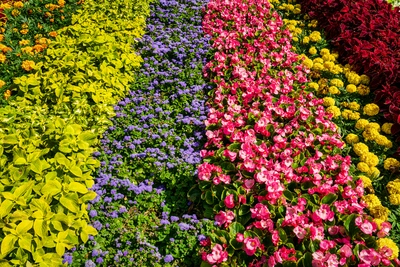Nel nostro vivaio trovi un’ampia scelta di fioriture stagionali e perenni - Vivai Il pollice Verde, Asti