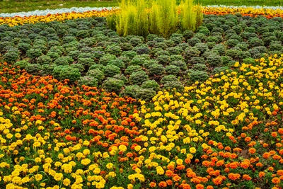 Nel nostro vivaio trovi piante ornamentali adatte a tutte le situazioni - Vivai Il pollice Verde, Asti