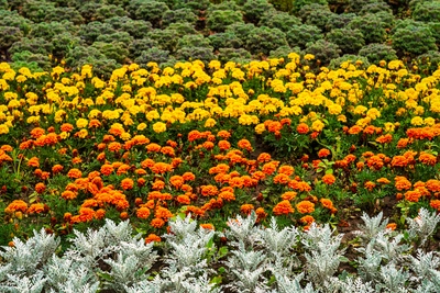 Piante ornamentali - Vivai Il pollice Verde, Asti