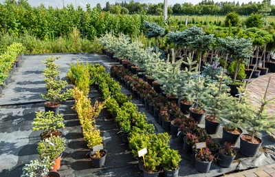 Nel nostro vivaio trovi alberi da impianto in zolla o vaso grande - Vivai Il pollice Verde, Asti