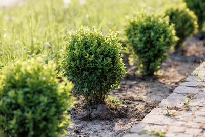 Troverai una vasta scelta di arbusti ornamentali - Vivai Il pollice Verde, Asti