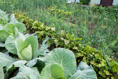 Coltivare un orto significa portare in tavola qualcosa che viene dalla terra - Vivai Il pollice Verde, Asti