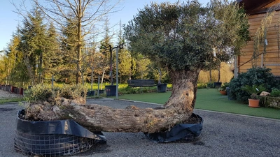 Crediamo in un verde accessibile, sostenibile e armonioso - Vivai Il pollice Verde, Asti