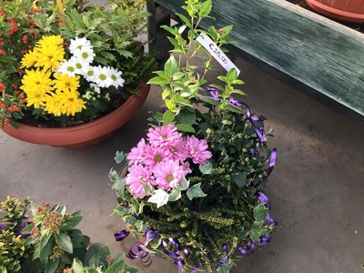 Vasi e fioriere pensati come piccoli giardini - Vivai Il pollice Verde, Asti