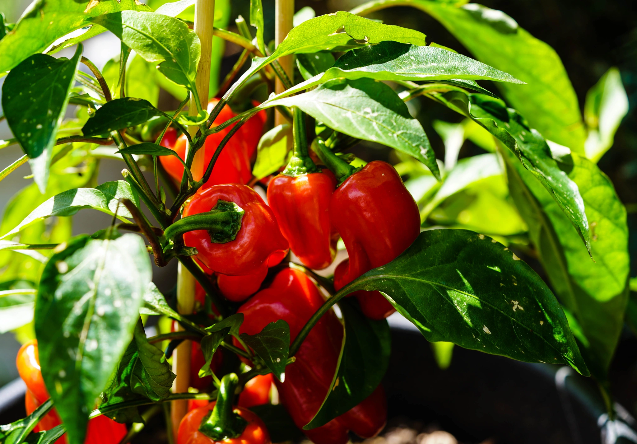 L'orto vivo di primavera - Vivai Il pollice Verde, Asti