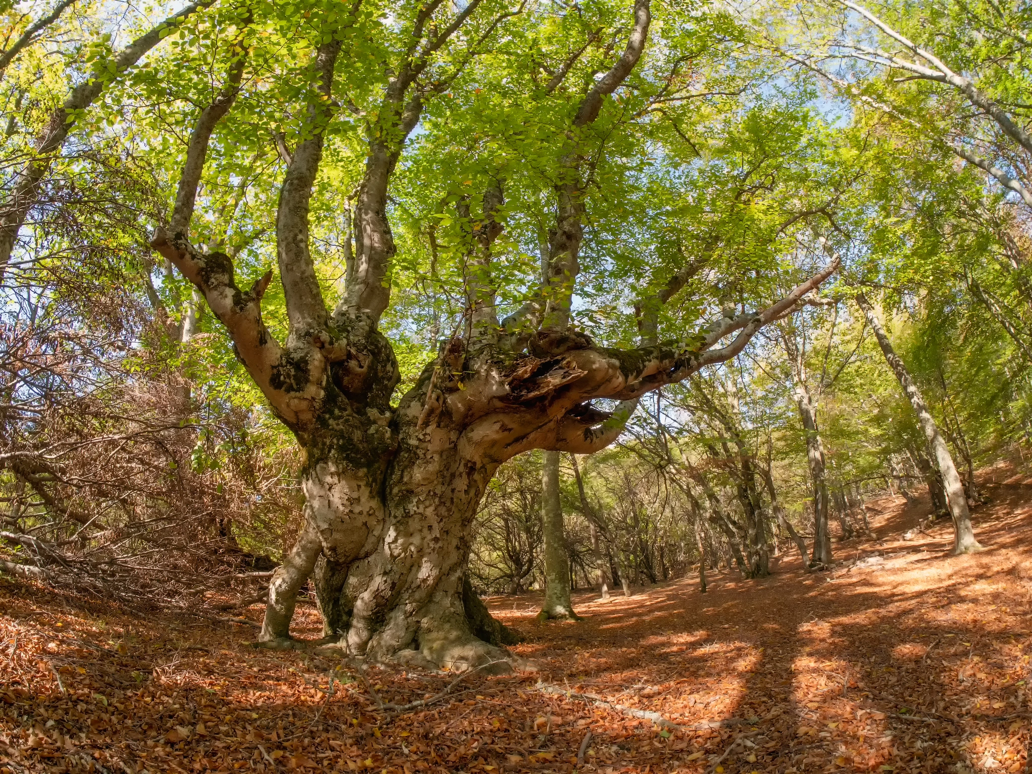Faggio verde - Vivai Il pollice Verde, Asti