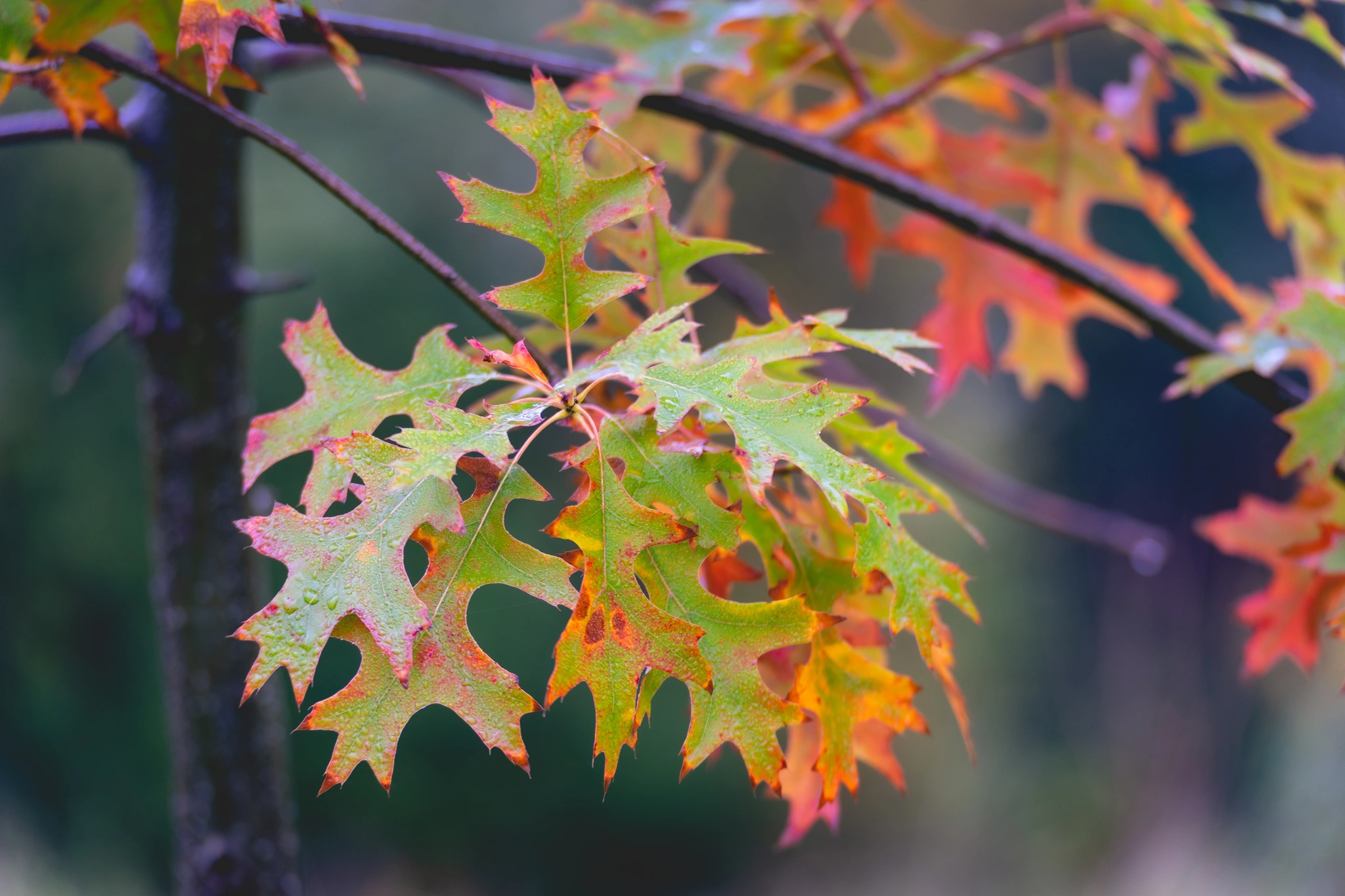 Quercia rubra - Vivai Il pollice Verde, Asti
