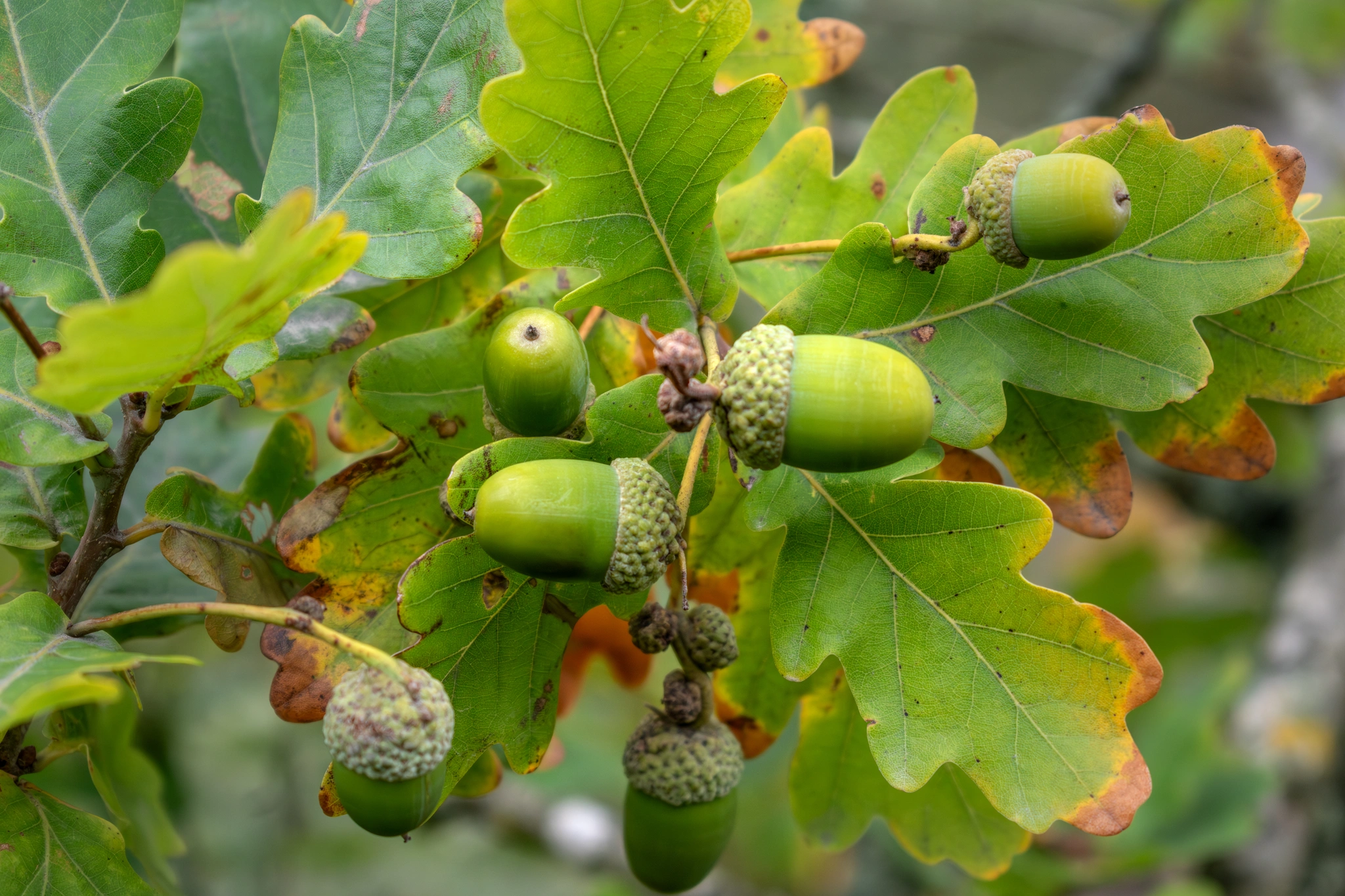 Quercia - Vivai Il pollice Verde, Asti