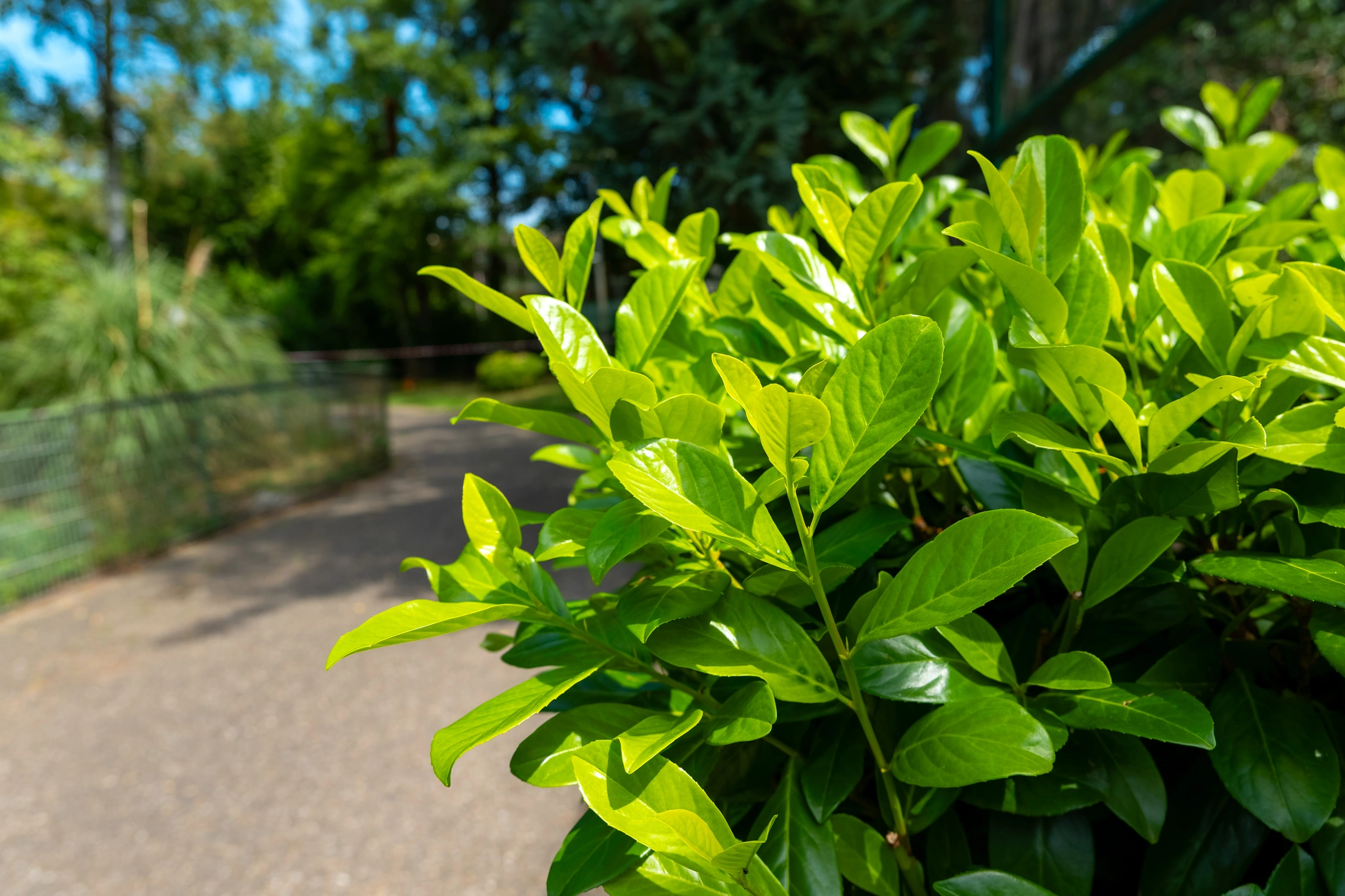 Lauroceraso - Vivai Il pollice Verde, Asti