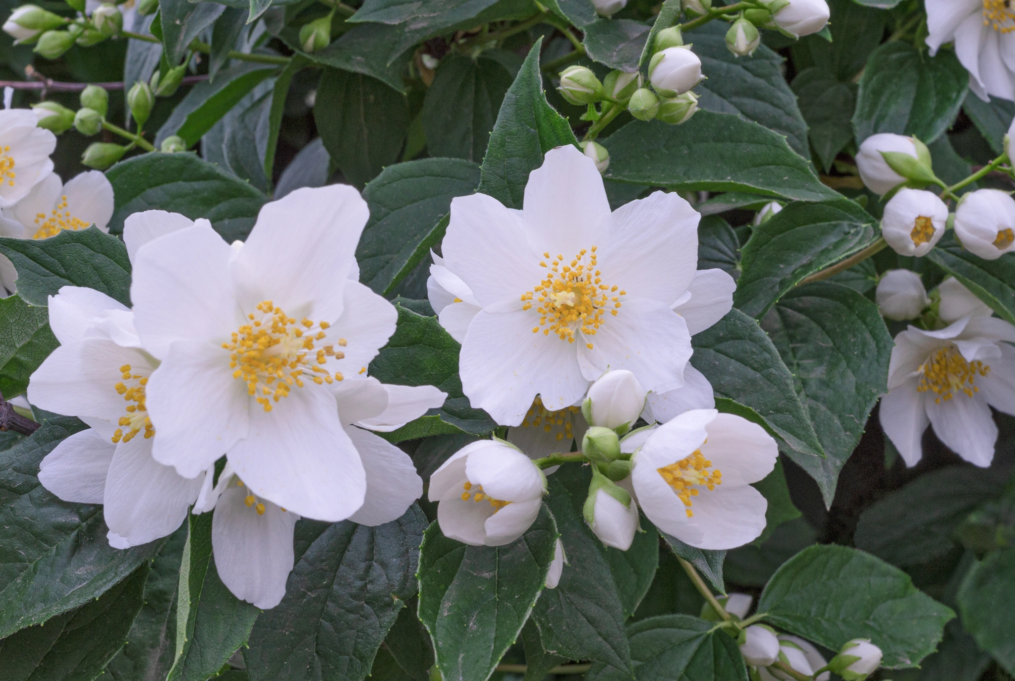 Philadelphus - Vivai Il pollice Verde, Asti
