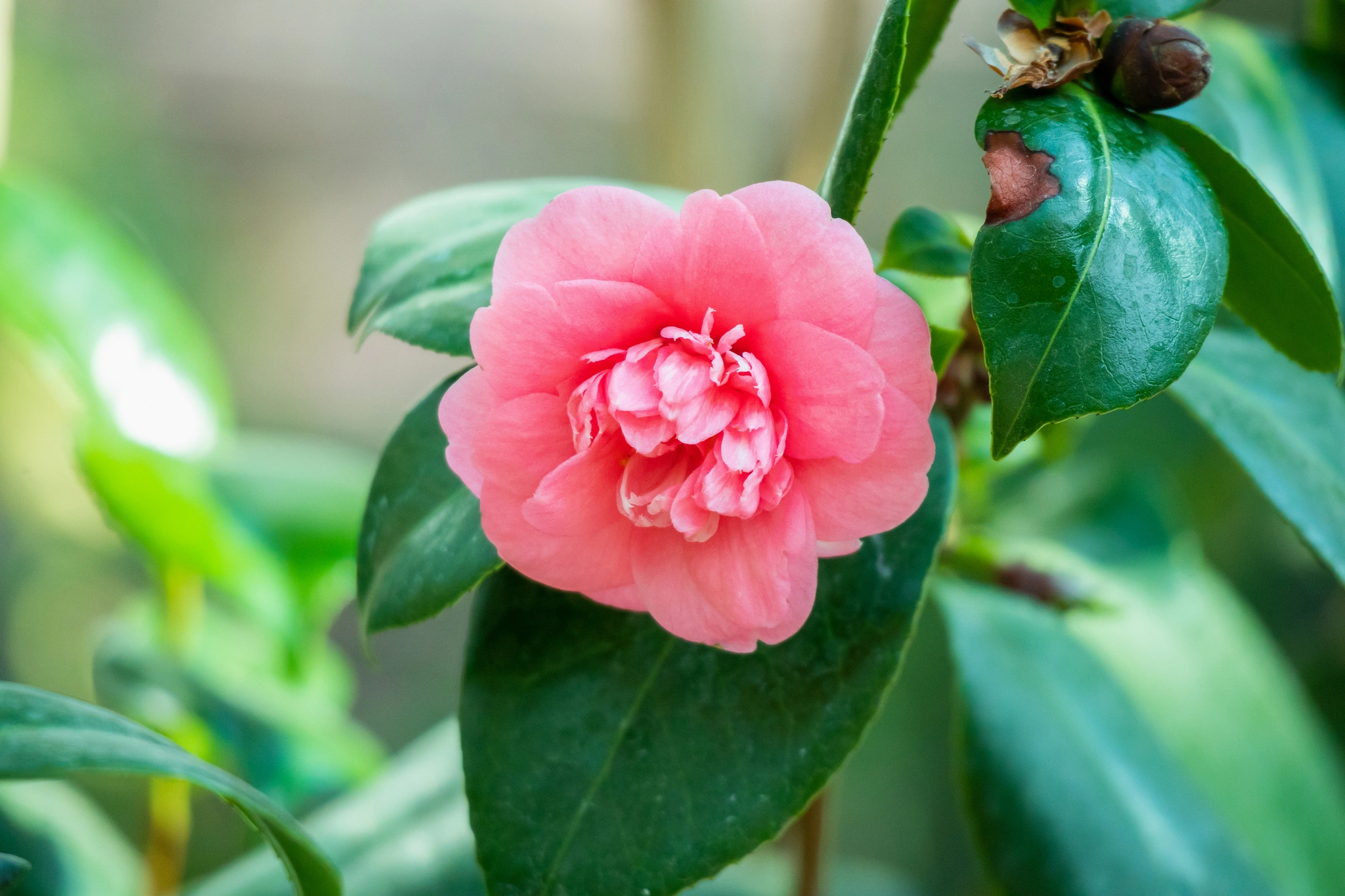 Camelia - Vivai Il pollice Verde, Asti