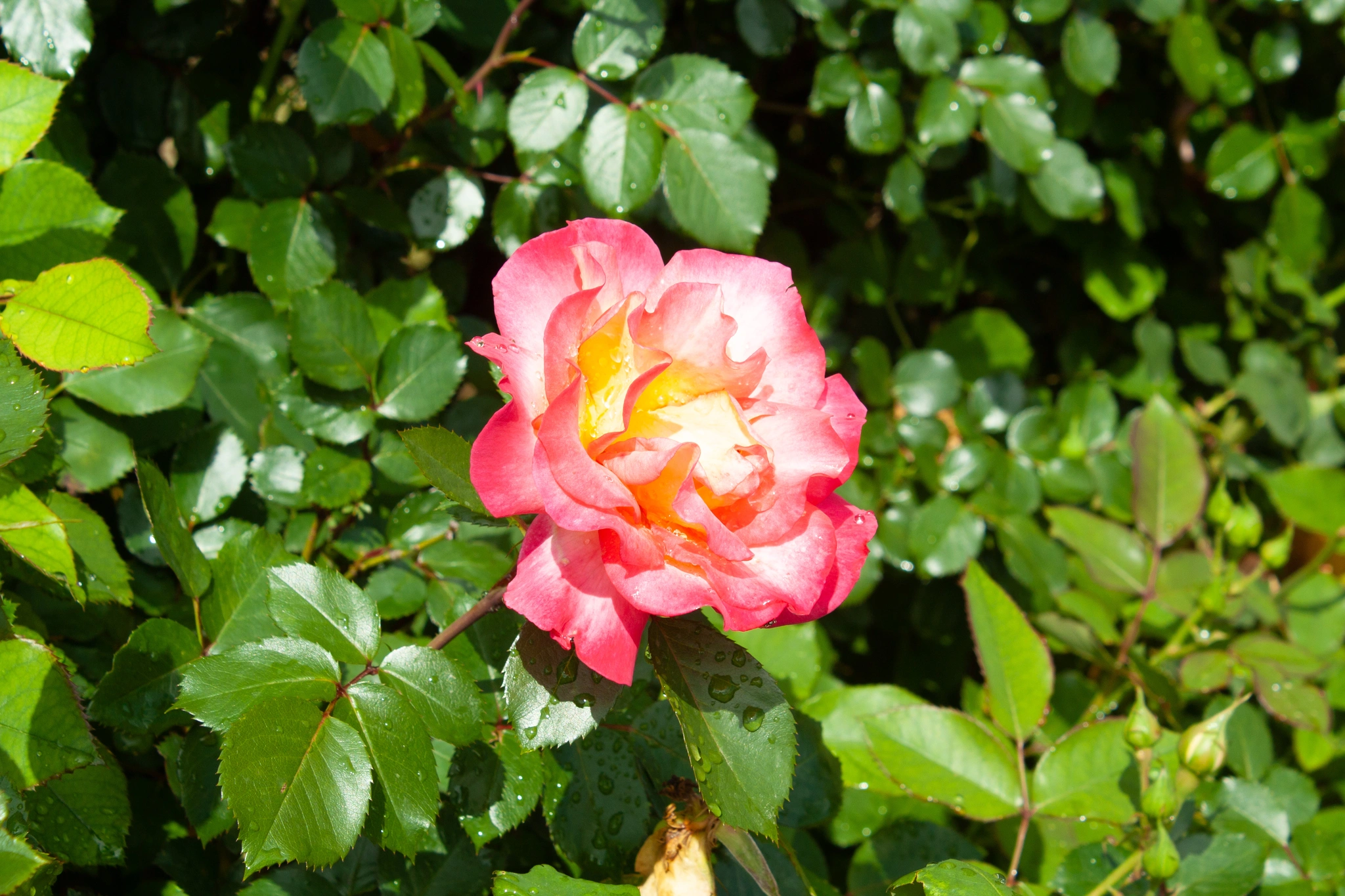 Rosa - Vivai Il pollice Verde, Asti