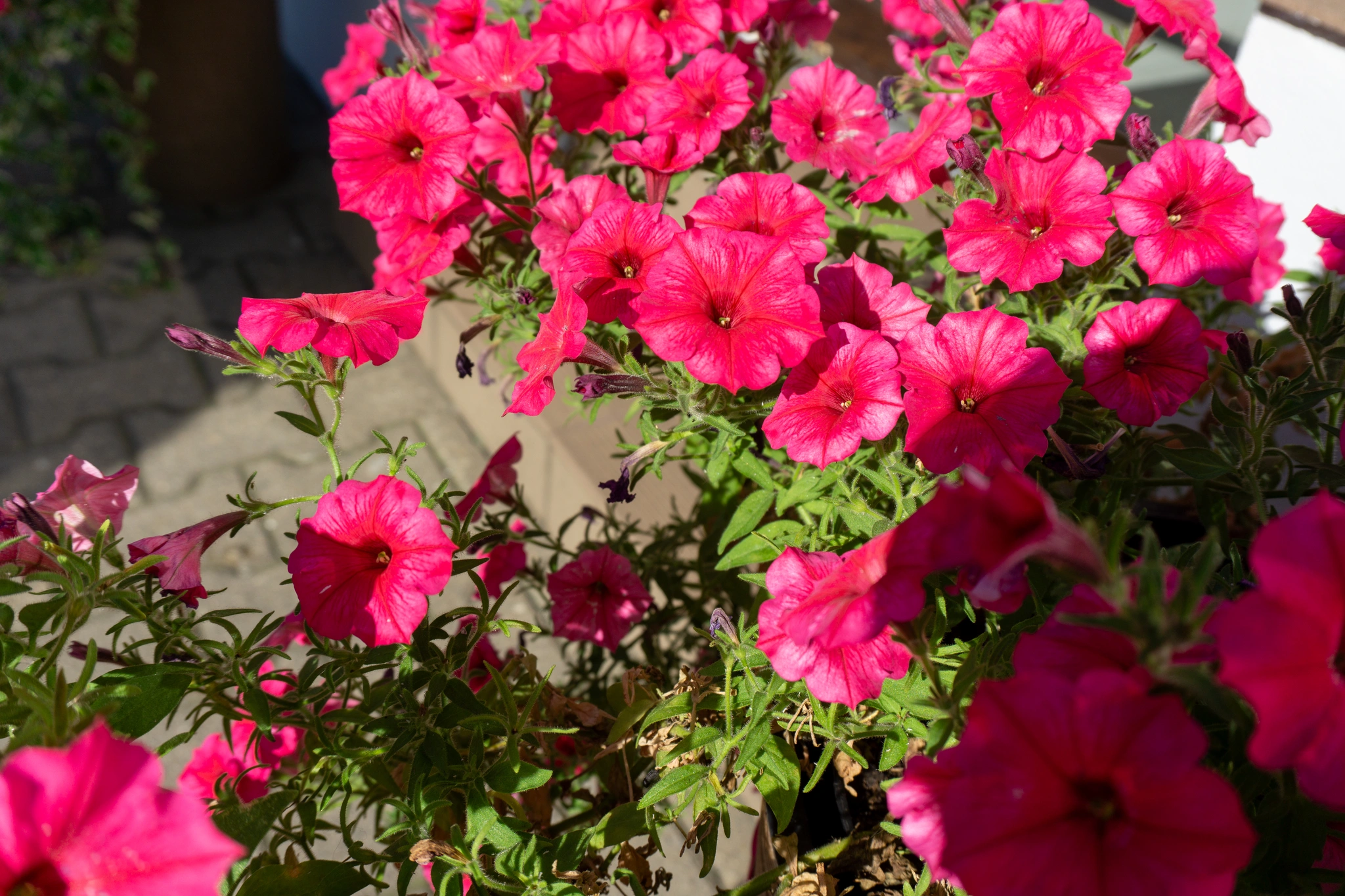 Surfinia - Vivai Il pollice Verde, Asti