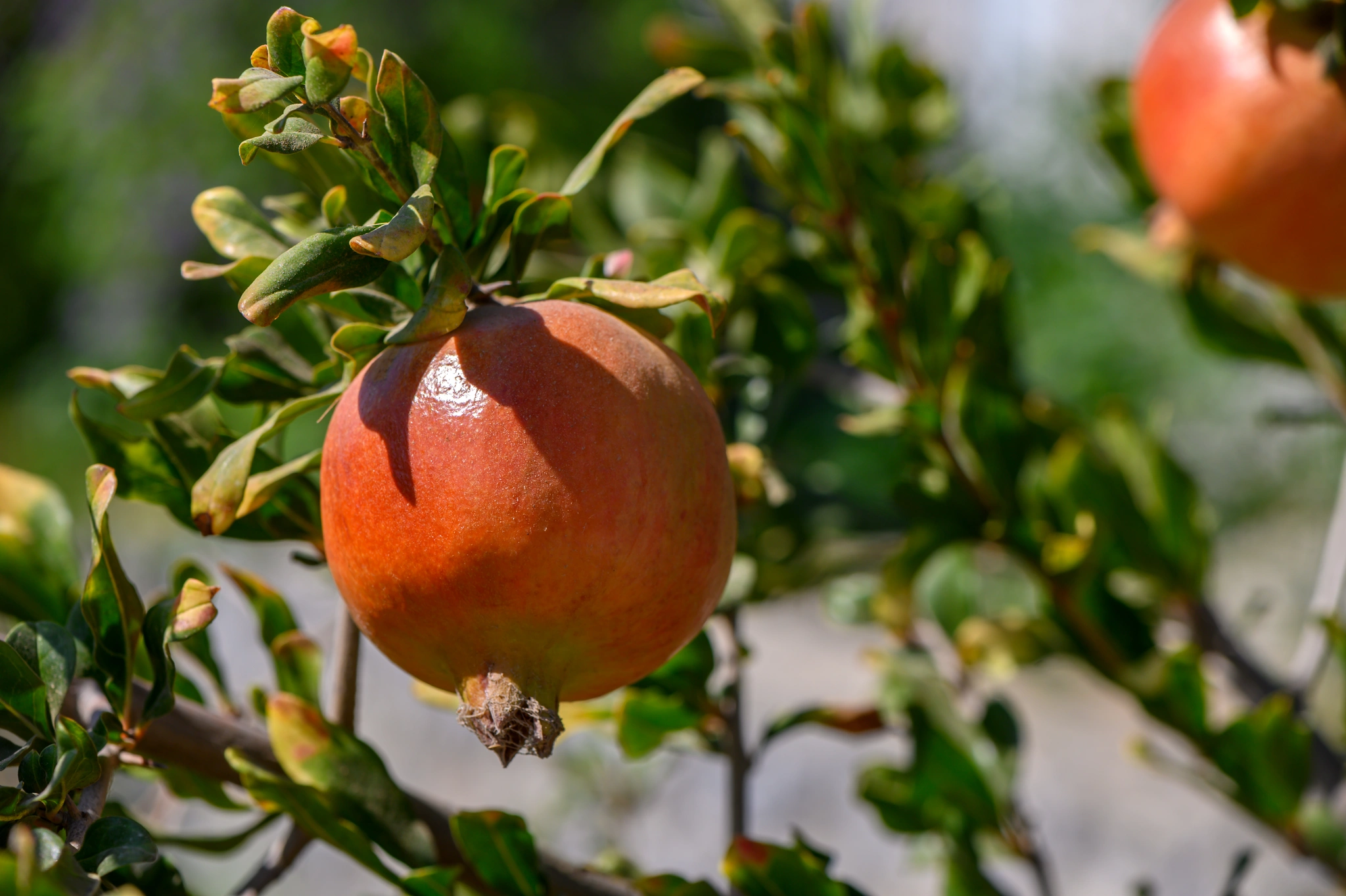Melograno - Vivai Il pollice Verde, Asti