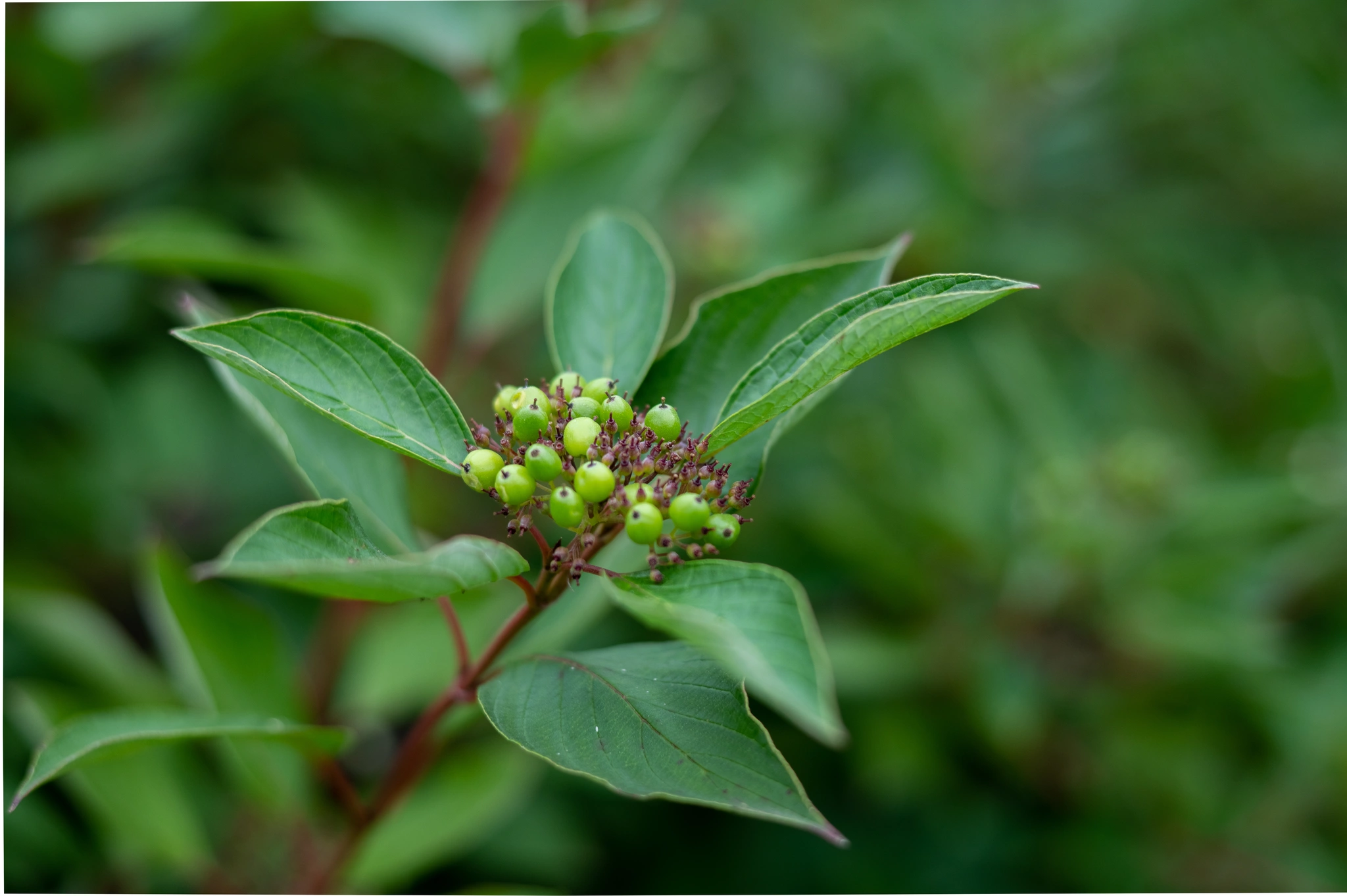 Corniolo della Florida - Vivai Il pollice Verde, Asti
