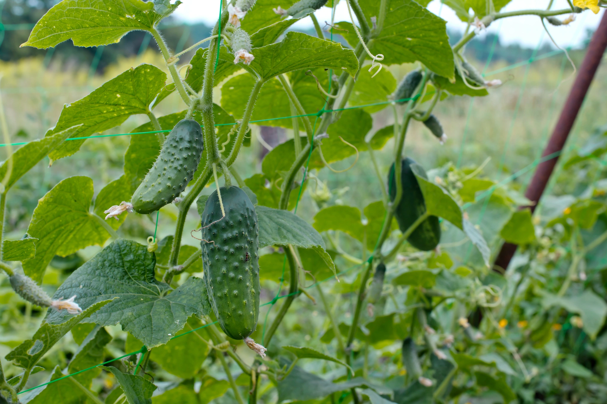 Cetriolo - Vivai Il pollice Verde, Asti