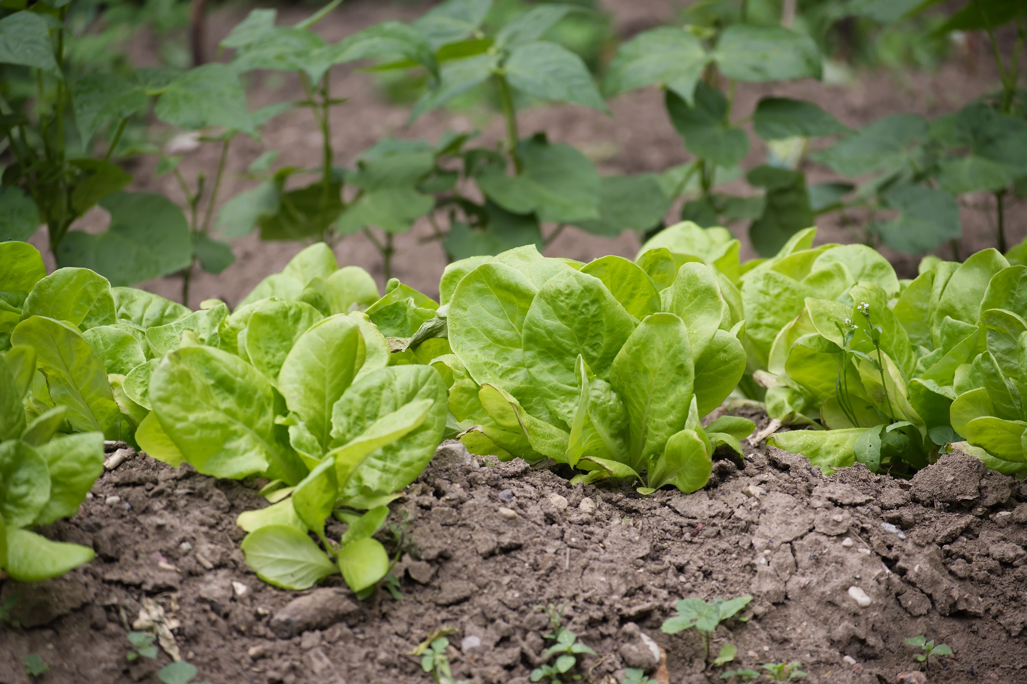 Insalata - Vivai Il pollice Verde, Asti